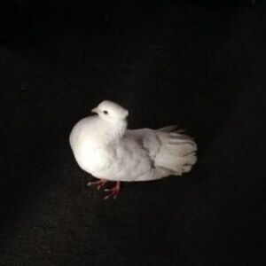 Meet your Posher, Saima